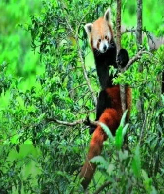 Red_panda_in_Padmaja_Naidu_Zoological_zoo in darjeeling