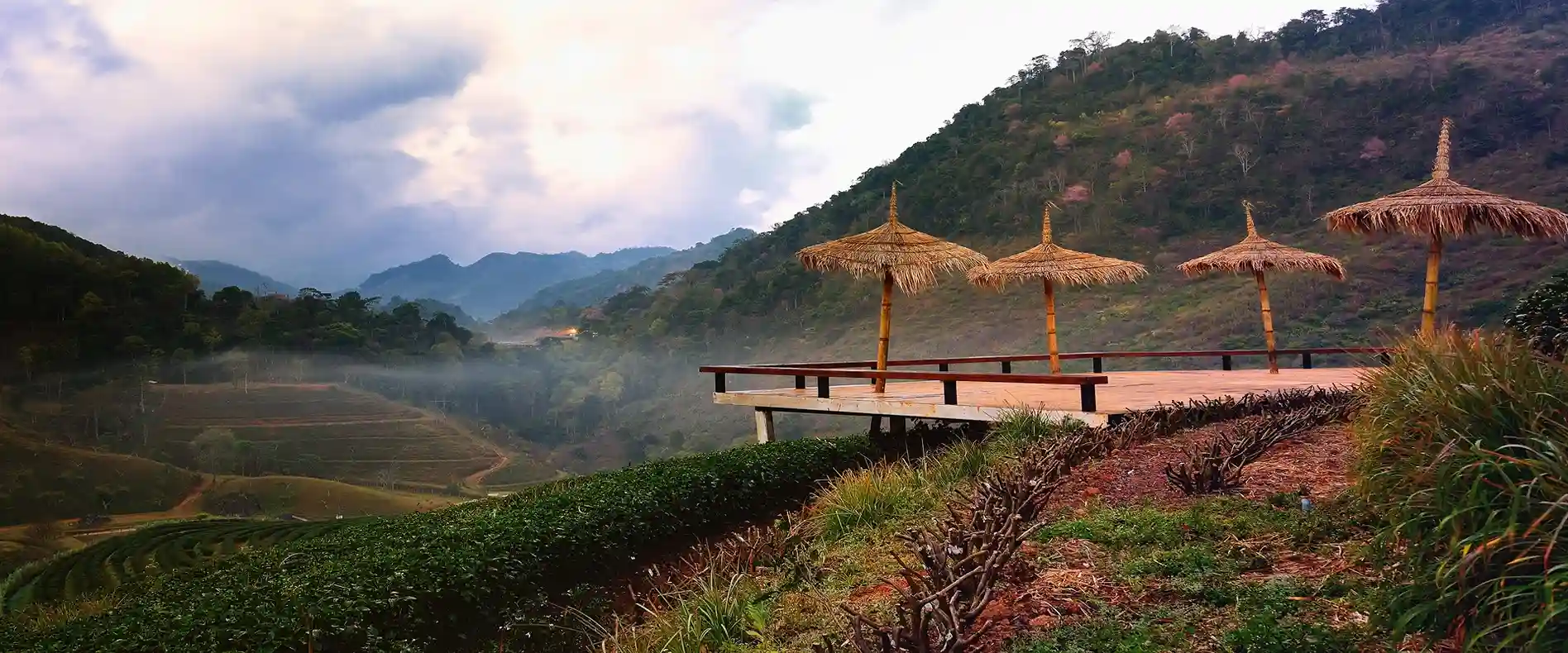 tea plantation sikkim darjeeling