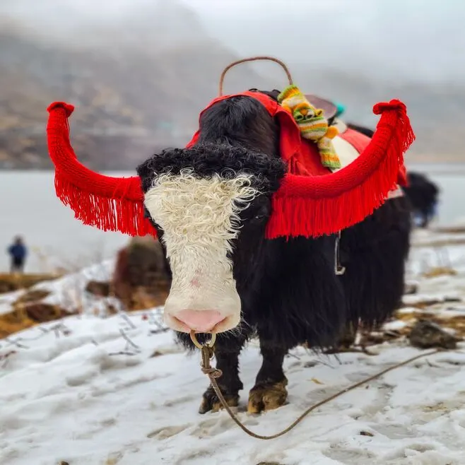 yak tsomgo lake gangtok sikkim